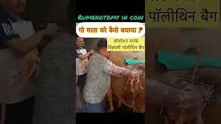 Rumenotomy in cow l dr umar khan