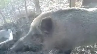 Домашний кабан атакует)))))))  RUSSIA