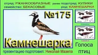 Камнешарка. Голоса птиц