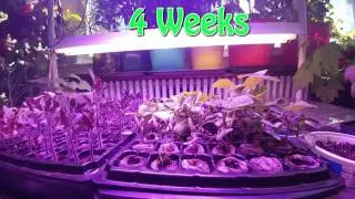 Kingbo Higrow 1000W LED Grow Light Review (GL-1000W)
