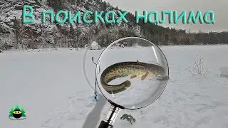 В поисках налима или как НЕ надо ставить переметы