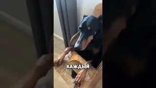 The dog sits in the chair himself so as not to vomit food 