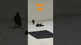 Mynahs fighting or...? Part 1