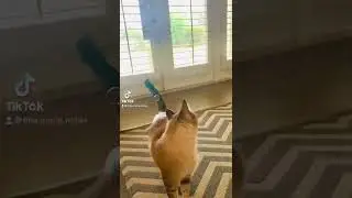 Niko the cat playing with bubbles