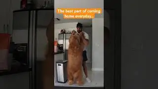 How my dog greets me when I get home everyday… #goldendoodle #dogdad #happydog