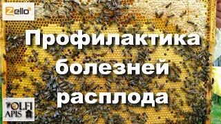 #профилактика_болезней_расплода