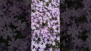 #shorts#юмор#зеленьмелень #флоксы #моисадовыеромансы Флокс шиловидный. Как мне эта природа нравится!