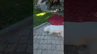 Рыжий свататься приходил😎🫣