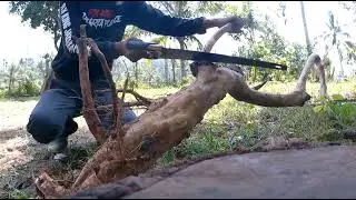 pemburu bonsai jika melihat jambu klutuk ini pasti langsung dongkel