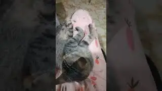 buhay ng work from home - kasama mga alagang aso at pusa hehe
