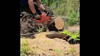 Gas vs Electric. Husqvarna 55 vs Greenworks 82v GS181  Chainsaw.