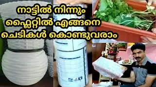 HOW I BRING PLANTS ON AN AIRPLANE/ നാട്ടിൽ നിന്നും ഫ്ലൈറ്റിൽ എങ്ങനെചെടികൾ കൊണ്ടുവരാം