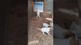 Щенки Пойнтера