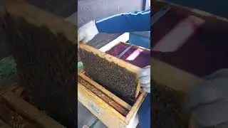 Осмотр семей