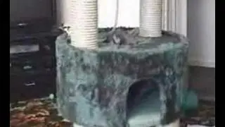 Impatient Cats