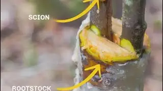 Plant Propagation By Grafting 🌳#horticulture #grafting #bscagriculture #cuet #pjtsau #jrf #vipulsir