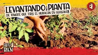 Lifting tomato plant that Hurricane Pamela knocked down.