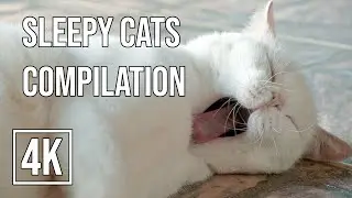 4K Sleepy Cats & Soothing Tunes: A Cozy Feline Nap Compilation