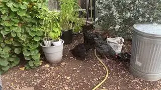 The Autumn To-Do List for Backyard Chickens