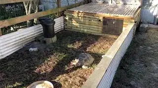 Ultimate Tortoise Shelter