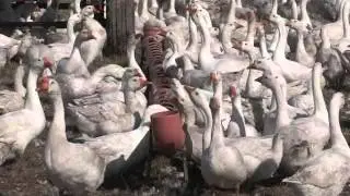 Что за птица гусь?