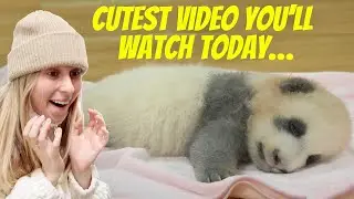 I visited the CHENGDU PANDA BASE!!!! *warning: extreme cuteness*