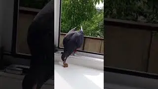 а у вас голуби такие же наглые? в Красноярске такие🤪