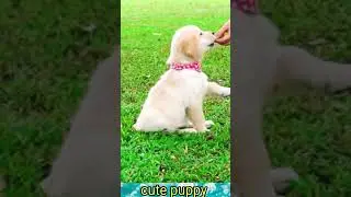 क्यूट dog 🐕 cute puppy 🐶🐩 hai#77viral#shorts