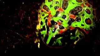 Angry Pacman Frog
