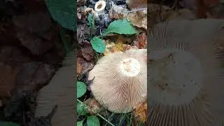 Охота на груздя