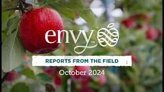 Envy Apples 