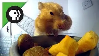 Hamster Stuffing Cheeks