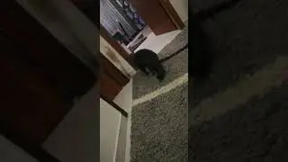 Кошка и кот