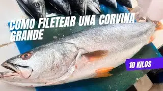 como filetear corvina grande #corvina #fish #acomerpescado