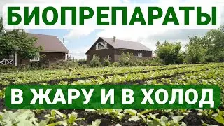 Это лето будет урожайным! Фитоспорин-АС, Кыш Вредитель, Гуми-Оми, ТиоБаш - на всё случаи!