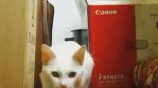 Кряхтит как лада