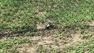 Woodpecker Hunting Insects on the Ground