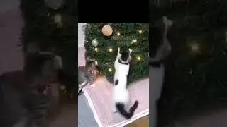 fun 2023 #shorts  #tiktok  #cat  #funny  #top  #jokes  #animal