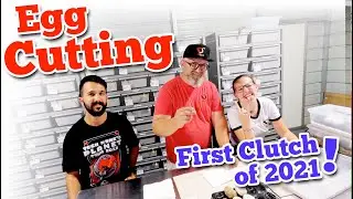 Ball Python Egg Cutting - First Clutch of 2021 - Blackhead, Redhead, Mandarin and More!