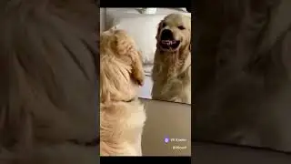 Пёс корчит гримассы в зеркало