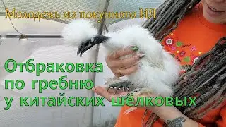 Молодняк кур. Разные гребни у китайских шёлковых. Брудер с инфракрасным полом.