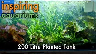 Inspiring Aquariums - 200 Litre Planted Tank