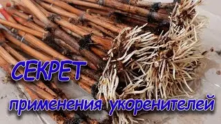 Укоренение черенков винограда