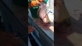 Fillet A Flounder/Fluke In 20 Seconds 