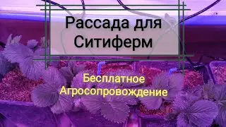 Рассада клубники для Ситиферм. Бесплатное Агросопровождение. Трей, мини трей, Светокультура!!!