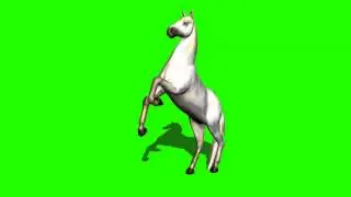 horse on two legs in green screen