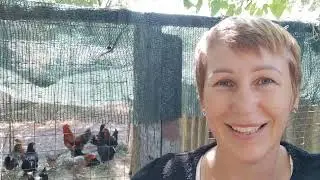 Откуда у меня куры которые несут цветные яйца. Прибираюсь в огороде, готовлюсь к переезду.