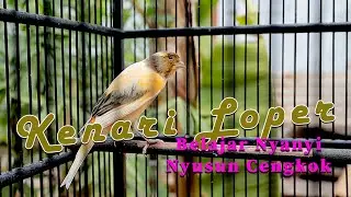 belajar nyanyi  ngatur cengkok kenari lokal gacor #canary
