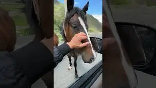 Милее видео вы сегодня не увидите. Лошадки просто прелесть.  #горы  #осетия  #travel #лошади