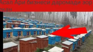 💯 асал Ари бизнеси даромади зор екан 🤔🤔🤔🤔